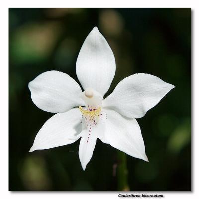 Orchid 30. Caularthron Bicornatum