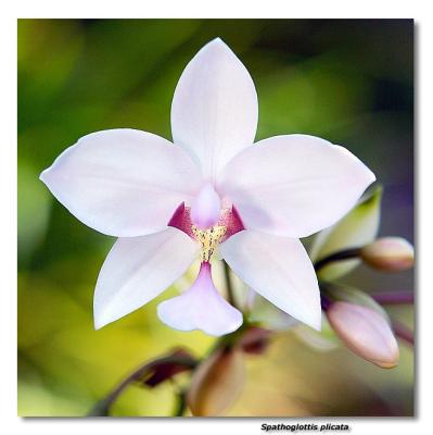 Orchid 32. Spathoglottis Plicata