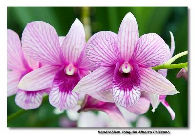 Orchid 33. Dendrobium Joaquim Alberto Chissano