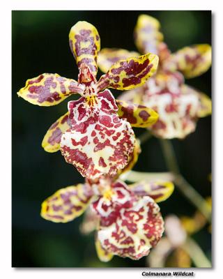Orchid 34. Colmanara Wildcat