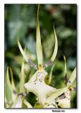 Orchid 31. Brassia Rex