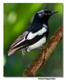 Oriental Magpie-Robin