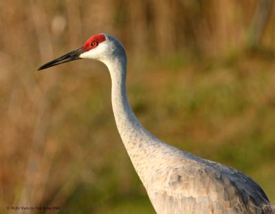 Sandhill Crane 1.jpg