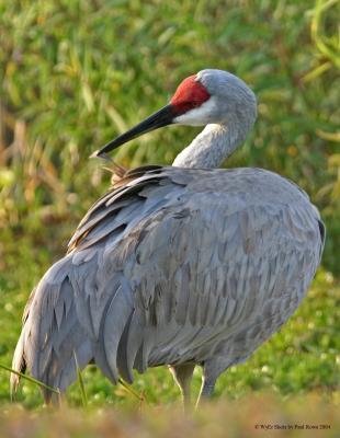 Sandhill Crane Preening.jpg