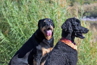 Fifi (the rottweiler) and Winston (the standard poodle)