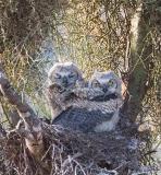 Great Horned Owl Babies