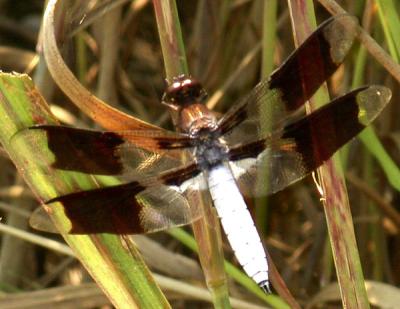 White-tail Dragonfly