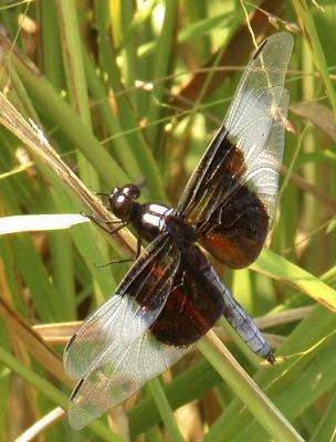 Another Widow Skimmermale 8/11/02