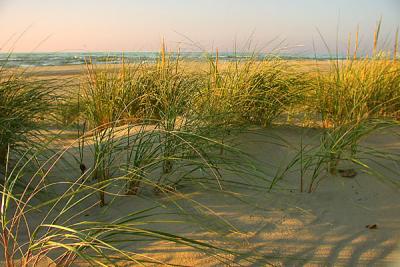 Dune Grass at Lake Michigan