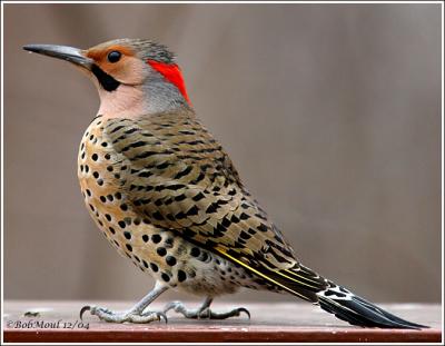 Northern (Common) Flicker - Male