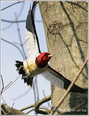 Red Headed Woodpecker