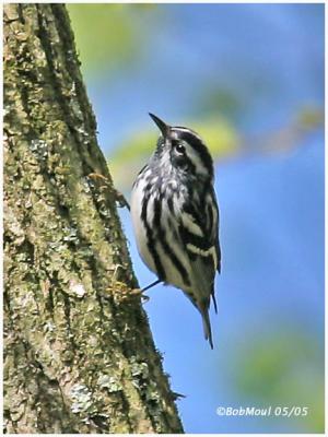 Black And White Warbler