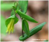 Bellwort