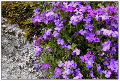 Wall Flowers