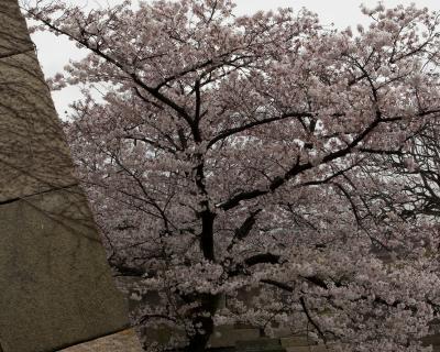 Sakura in Osaka Castle