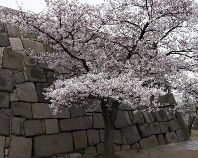 Sakura in Osaka Castle