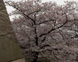 Sakura in Osaka Castle