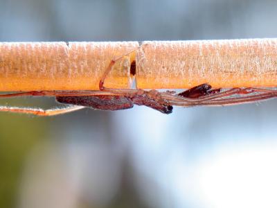 spider-on-clothes-line.jpg