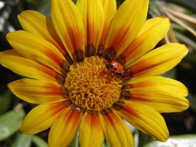 yellow-daisy-and-ladybird.jpg