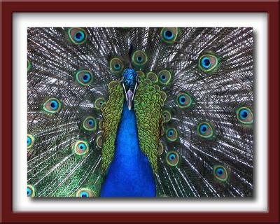 male-peacock-close-up.jpg
