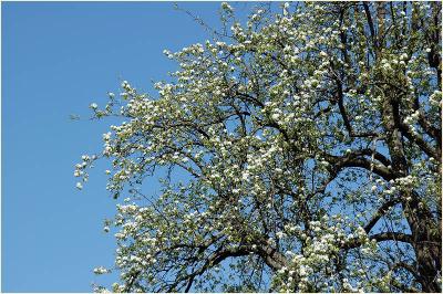 Flowering fruit tree