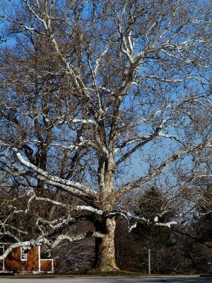 beech