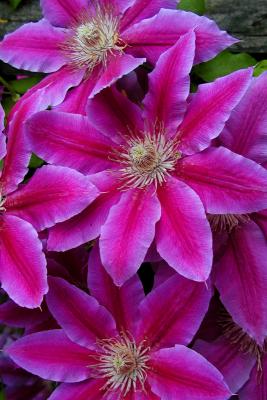 flower1