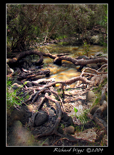 Tree roots in Creek