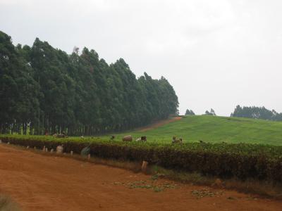 Tea pickers at Djujittsa