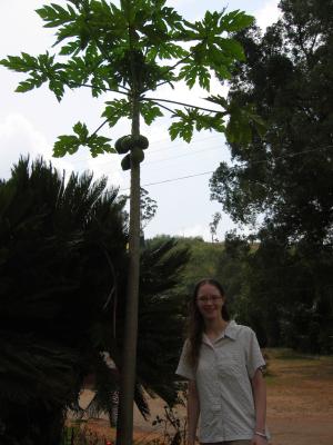 u11/richardmartin/medium/38137266.Dschang_Janet_papaya.jpg