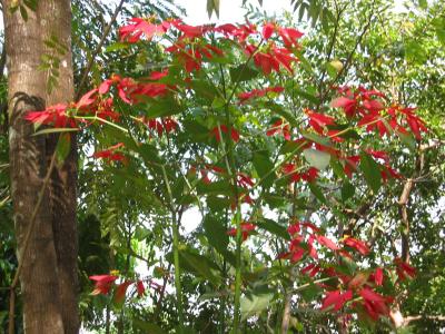 Wild poinsettias near Prespot