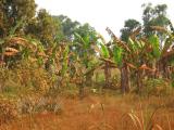 Banana trees covered in red dust
