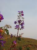 Purple flowers near Bamessing