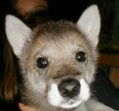 WolfFace4.jpg