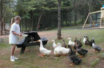 DucksFeed1.jpg