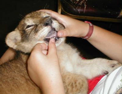 LionTeeth.jpg