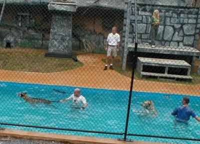 SwimmingTigersC.jpg