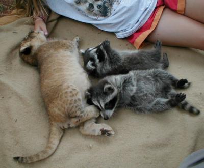 2CoonsLion.jpg