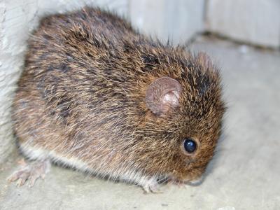 Vole Close Up PC280281.jpg