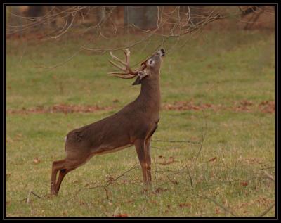JPG CSB Buck Stretch DSC_7539.jpg