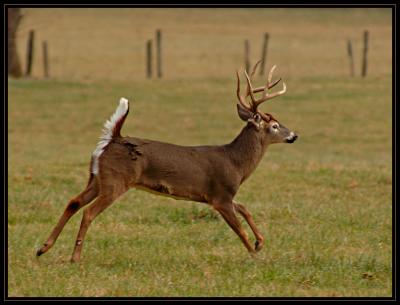 JPG CSB Running Buck DSC_7526.jpg