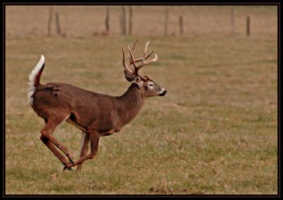JPG 2CSBS Buck Run DSC_7528.jpg