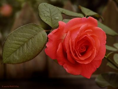 Rose IV
