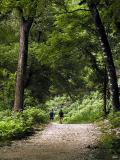 Morning Walk In The Maples