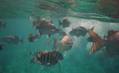 fish, snorkelling Cozumel