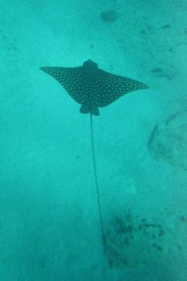 spotted eagle ray, snorkelling Cozumel