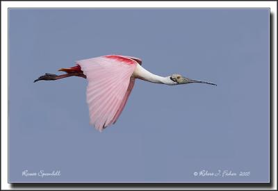 Roseate Spoonbill