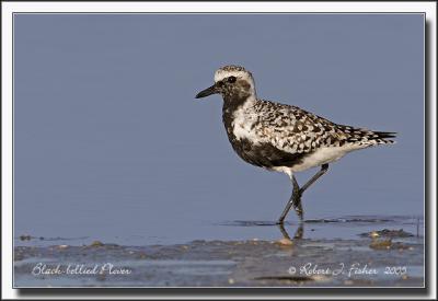 Black-bellied Plover