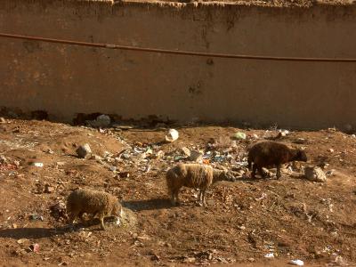 u11/rl/medium/37972985.YummieGarbage.jpg