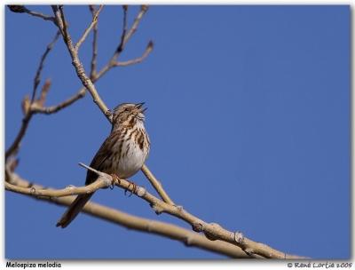 Bruant chanteur / Song Sparrow